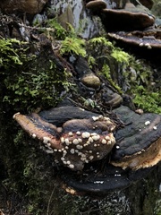 Trichoderma pulvinatum