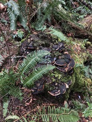 Trichoderma pulvinatum