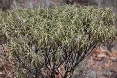 Eremophila freelingii