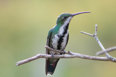 Anthracothorax nigricollis