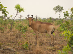 Alcelaphus buselaphus lichtensteinii