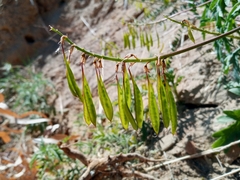 Astragalus trichopodus antisellii