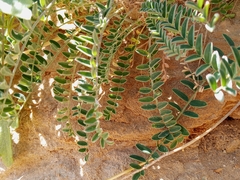 Astragalus trichopodus antisellii