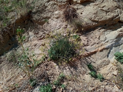 Astragalus trichopodus antisellii