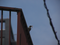 Monticola solitarius