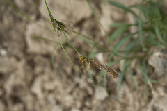 Carex koshewnikowii