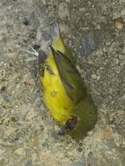 Euphonia laniirostris