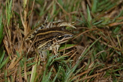 Leptodactylus gracilis