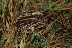 Leptodactylus gracilis
