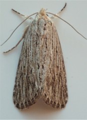 Catabena lineolata