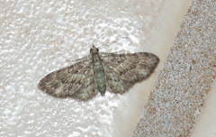Chloroclystis mniochroa