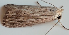 Catabena lineolata