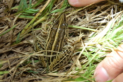 Leptodactylus gracilis