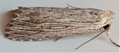 Catabena lineolata