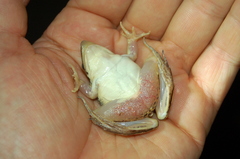 Leptodactylus gracilis