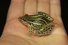 Leptodactylus gracilis