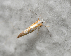 Argyresthia canadensis