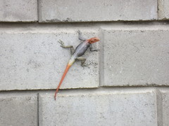 Agama planiceps