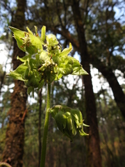 Psacalium peltatum
