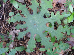 Psacalium peltatum