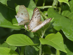Anartia jatrophae