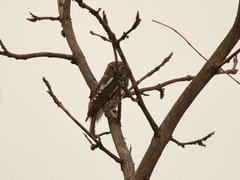 Glaucidium capense