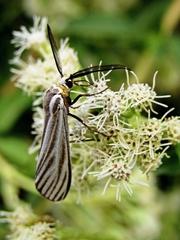Ctenucha vittigera