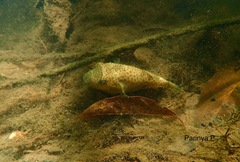Cambodian Puffer photo 3