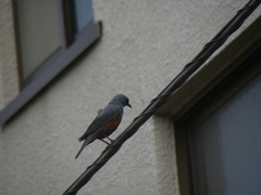 Monticola solitarius