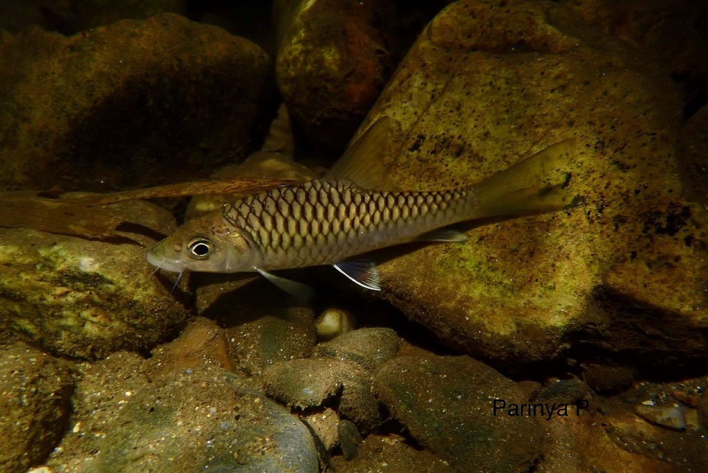 Thai mahseer
