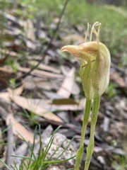 Pterostylis acuminata