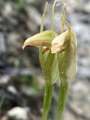 Pterostylis acuminata
