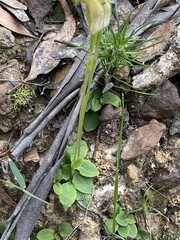 Pterostylis acuminata