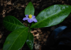 Solanum havanense
