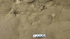 Didelphis albiventris