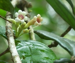 Schlegelia brachyantha