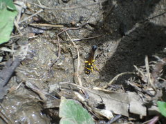 Sceliphron fistularium