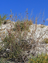 Limonium suffruticosum