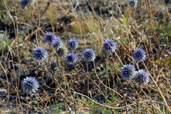 Echinops ritro meyeri