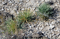 Anabasis cretacea