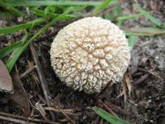 Lycoperdon americanum