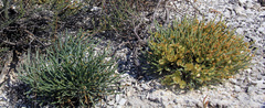 Anabasis cretacea