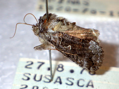 Syngrapha interrogationis