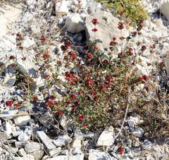 Pyankovia brachiata
