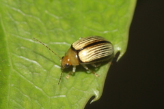 Neobarombiella