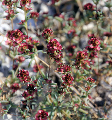Pyankovia brachiata