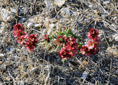 Pyankovia brachiata