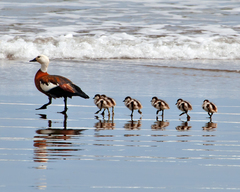 Paradise Shelduck photo 4