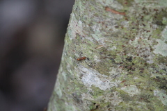 Pseudomyrmex triplarinus