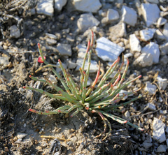 Anabasis cretacea